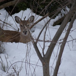 Critters in the backyard